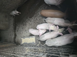 Purcei si porci mari  - imagine 3