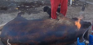 Vand porc bio , crescut porumb lucerna