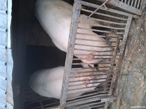 vind porci - imagine 2