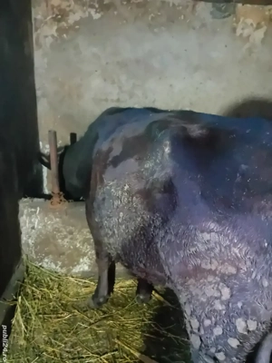 Vând vacă neagră de 4 ani