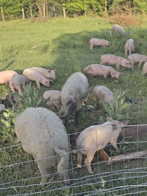 Vand porc gras , genetică, sau purcei intarcati - imagine 3