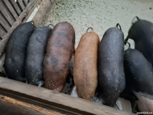 Purcei de vânzare 