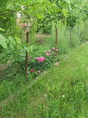 Casa Josani in com Pestisu mic la 9 km de oras Hd. Sup 2500 mp gradina,curte + livada - imagine 4