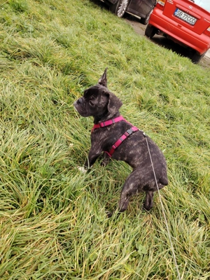 Bulldog francez puiut