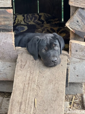 ATENTIE    A MAI RAMAS UN Pui Cane Corso DEOSEBIT  de vânzare   inteligenți, protectori și loiali - imagine 3
