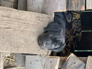 Pui Cane Corso de vânzare   inteligenți, protectori și loiali