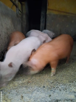 de vânzare 8 purcei de 6 săptămâni curățați și înțărcați 