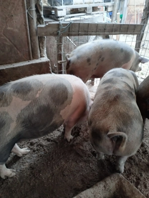 Porci 14 lei kg - imagine 2