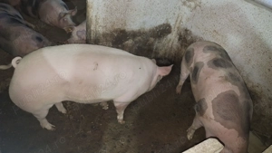 Vand porci  negociabil