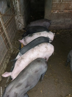 Soldani de 40-50 kg.