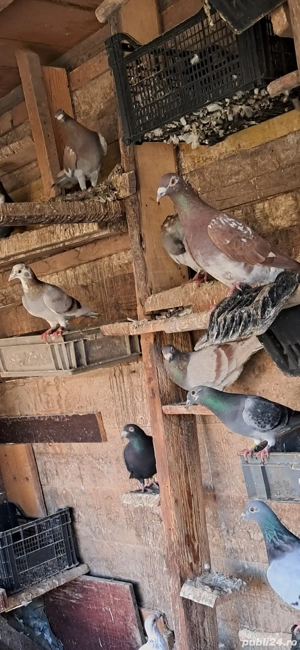 Porumbei frumosi  - imagine 5