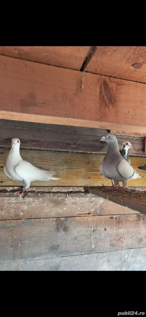 Porumbei frumosi  - imagine 2