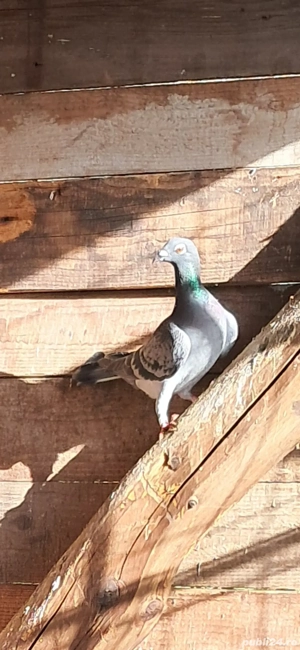 Porumbei frumosi  - imagine 4