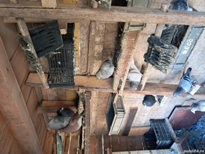 Porumbei frumosi  - imagine 3