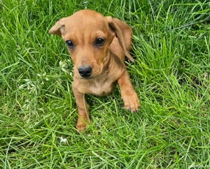 Cățeluși teckel maro !!!  - imagine 3