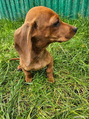 Cățeluși teckel maro !!!  - imagine 2