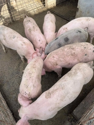 Vand grasuni de 3 luni jumate -450 lei buc