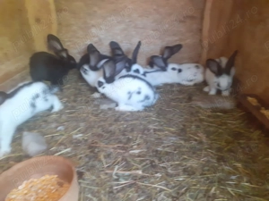 Rate si Iepuri - imagine 3