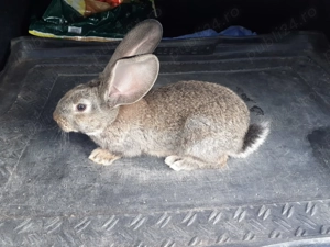 Rate si Iepuri - imagine 4