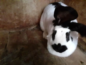 Rate si Iepuri - imagine 2