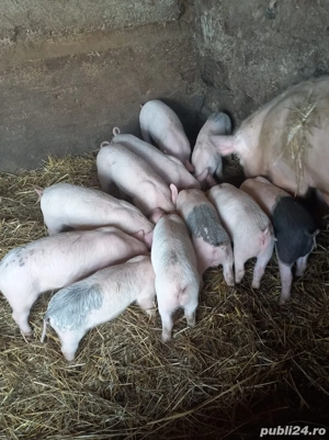 Vând purcei metiși Pic x Bazna, în vârstă de 8 săptămâni. - imagine 3