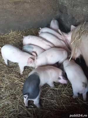 Vând purcei metiși Pic x Bazna, în vârstă de 8 săptămâni. - imagine 4