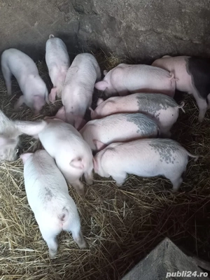 Vând purcei metiși Pic x Bazna, în vârstă de 8 săptămâni. - imagine 2