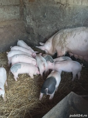 Vând purcei metiși Pic x Bazna, în vârstă de 8 săptămâni. - imagine 5