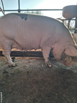 de vânzare scroafă 270 kg rasă marele alb ofer transport 