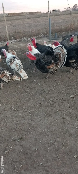 vand curcani  - imagine 2