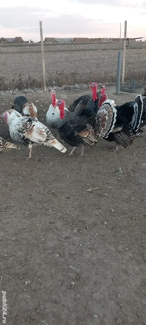 vand curcani  - imagine 3