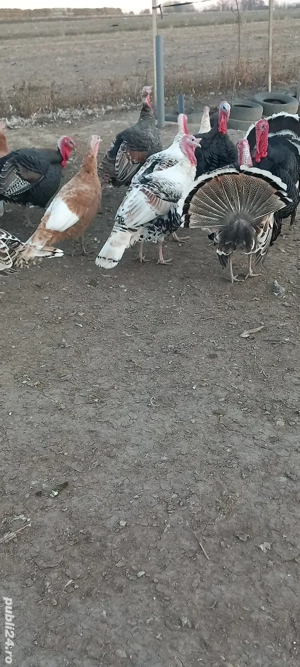 vand curcani  - imagine 4