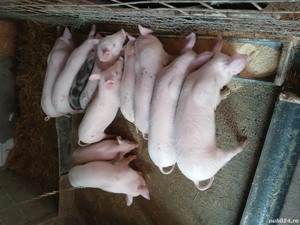 vând purcei  - imagine 3