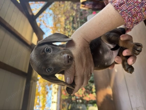 Pui rasa Teckel de vanzare