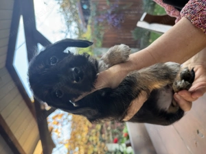 Pui rasa Teckel de vanzare - imagine 2