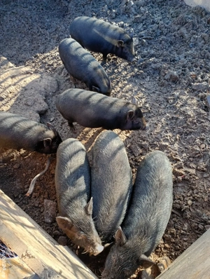 vând porci vietnamezi 