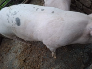 Vand aceste piese originale - imagine 2