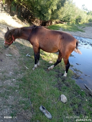 De vânzare mânză  - imagine 2