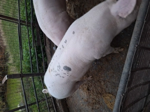 Vand aceste piese originale - imagine 4