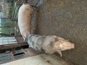 Vand aceste piese originale - imagine 5