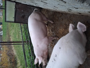 Vand aceste piese originale - imagine 3