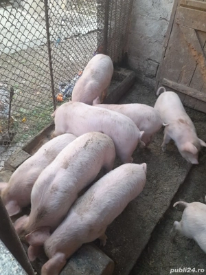 Vand purcei - imagine 2