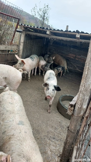 Porci de vanzare  - imagine 3