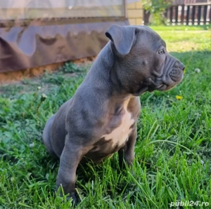 Pui Amstaff cu pedigree  - imagine 3