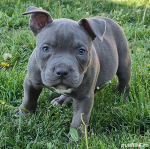 Pui Amstaff cu pedigree 