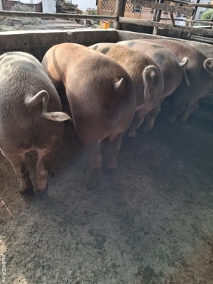 de vânzare 5 masculi 70..90 kg rasă duroc și petrean  - imagine 3