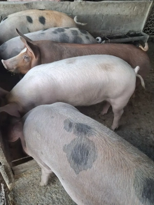 de vânzare 5 masculi 70..90 kg rasă duroc și petrean  - imagine 2