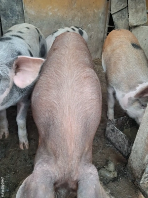 de vânzare 5 masculi 70..90 kg rasă duroc și petrean  - imagine 4