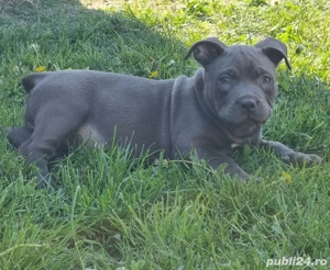 Pui Amstaff cu pedigree  - imagine 4
