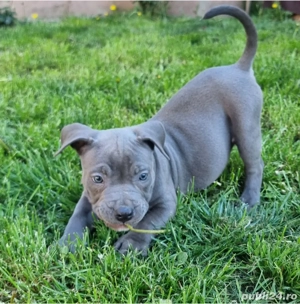 Pui Amstaff cu pedigree  - imagine 2